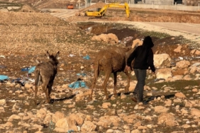 Cizre’de bataklığa saplanan eşekler kurtarıldı