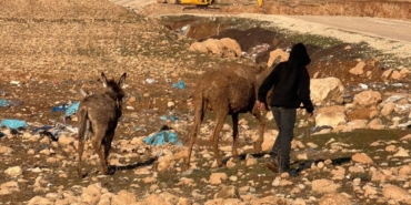 Cizre’de bataklığa saplanan eşekler kurtarıldı