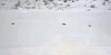 Çukurca’da kurt sürüsü görüntülendi