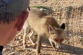 Dağda karşılaştığı tilkiyi çerezle besledi