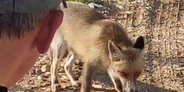 Dağda karşılaştığı tilkiyi çerezle besledi