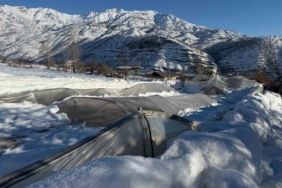 Derecik’te kardan dolayı 38 sera zara gördü