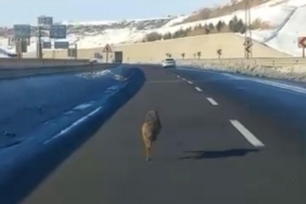 Diyarbakır’da ana yola inen bir kurt, uzun süre bir aracın önünde koştu
