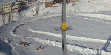 Doğanın kanunu gözler önüne serildi, vaşağın tavşan avı anbean kaydedildi