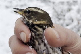 Donmak üzere olan kuşu aracına alarak ısıttı