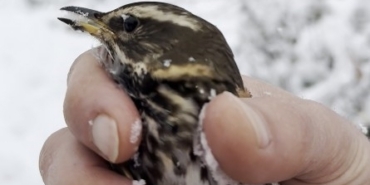Donmak üzere olan kuşu aracına alarak ısıttı