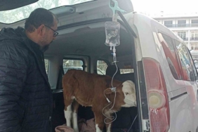Dumandan zehirlenen 6 günlük buzağıya bagajda acil müdahale