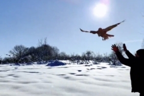 Düzce’de 211 yaban hayvanı doğaya salındı