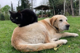 Düzce’den bin 574,395 ton kedi köpek maması ihraç edildi
