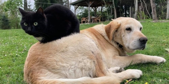 Düzce’den bin 574,395 ton kedi köpek maması ihraç edildi