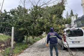Edirne’de fırtına ağaçları devirdi