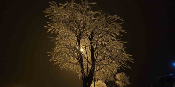 Elazığ’da ağaçlar kırağı tuttu