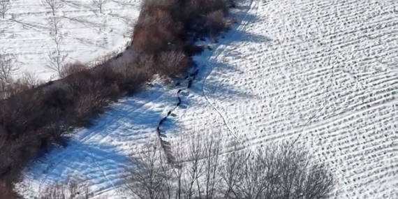 Elazığ’da domuz sürüsü görüldü