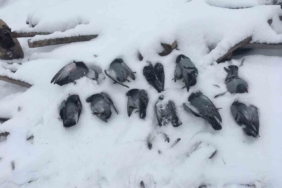 Elazığ’da onlarca güvercin donarak telef oldu