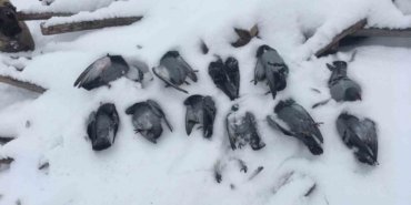 Elazığ’da onlarca güvercin donarak telef oldu