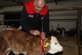 Elazığ’da yılın ilk buzağısına "Bereket" adı verildi