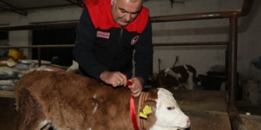 Elazığ’da yılın ilk buzağısına "Bereket" adı verildi