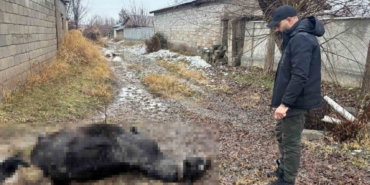 Erzincan’da at ve eşek silahla katledildi