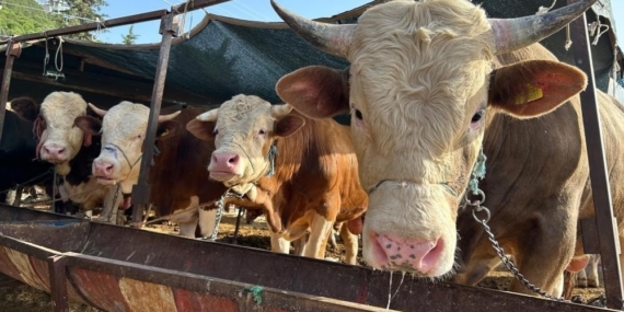 Erzincan’da ’Besilik Erkek Sığır Desteği’ başvuruları başladı