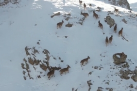 Erzincan’da dağ keçileri karlı arazide yiyecek ararken görüntülendi
