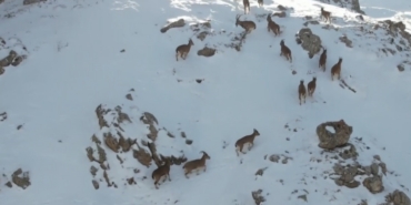 Erzincan’da dağ keçileri karlı arazide yiyecek ararken görüntülendi