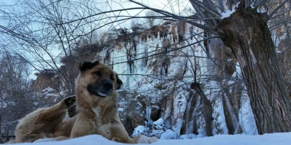 Erzincan’da doğa dondu, Girlevik Şelalesi buz kesti