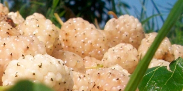 Erzincan’da kapama dut bahçesi kurulacak: Üreticiye yüzde 50 hibe