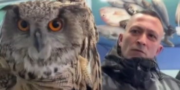 Erzincan’da soğuktan bitkin düşen baykuş vatandaşların duyarlılığıyla kurtarıldı