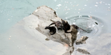 Fırat Nehri’nde 4 su samuru görüntülendi