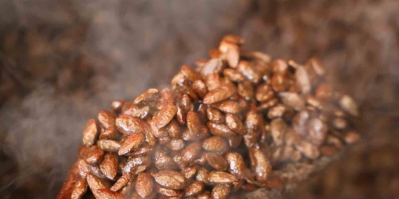 Gelenekten yeniliğe: Türk kahveli badem şekeri