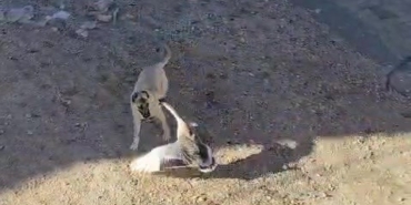 Gercüş’te köpek ile kazın kavgası kameraya yansıdı
