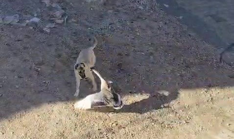 Gercüş’te köpek ile kazın kavgası kameraya yansıdı