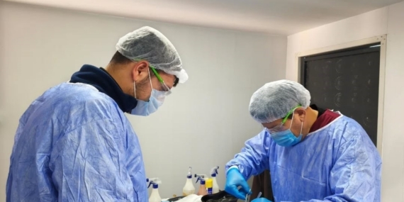 Germencik Belediyesi sokak hayvanları için kısırlaştırma çalışmalarını sürdürüyor