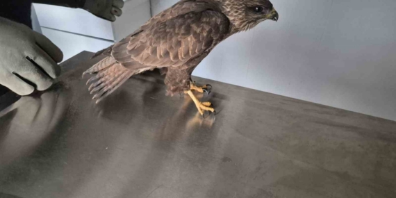 Germencik Belediyesi yaralı şahini tedavi etti