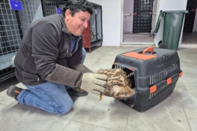 Germencik’te belediyenin ihbar hattı yaban hayvanlarına da umut oluyor