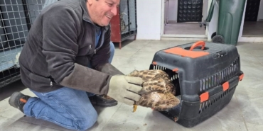 Germencik’te belediyenin ihbar hattı yaban hayvanlarına da umut oluyor