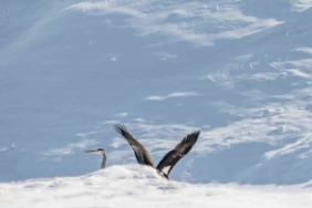 Göç etmeyi unutan kara leylekler Elazığ’da görüldü