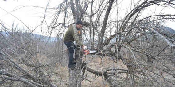 Gölcük Tabiat Parkı’nda elma bahçeleri yeniden üretime kazandırılıyor