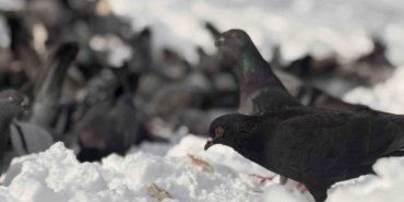 Güvercinleri yemleyen vatandaş yürekleri ısıttı