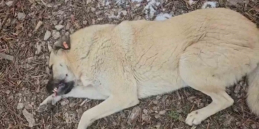 Hayvansever kadın ile belediye personeli arasında köpek tartışması
