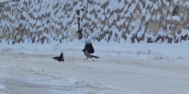 İlçe beyaza büründü, aç kalan kargalar sokaklara indi