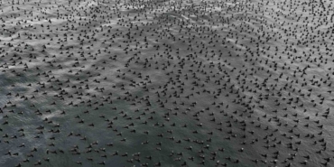 İstanbul’da dondurucu soğuk binlerce kuşu denizde bir araya getirdi