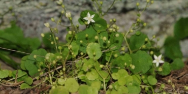 İzmir’de yeni bitki türü keşfedildi