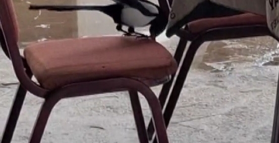 Kahvede oyun değil, saksağanın zekâsı izleniyor