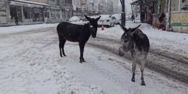 Kar altındaki eşekleri çiftliğine götürüp besledi