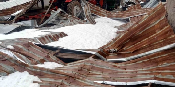 Kar birikintisi mandıra çatısını çökertti: 4 ton buğday zarar gördü