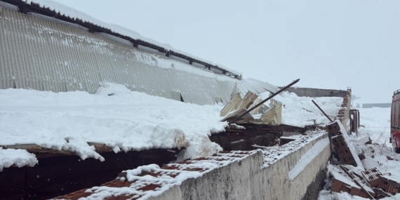 Kar nedeni ile ahırın çatısı çöktü, 11 hayvan telef oldu