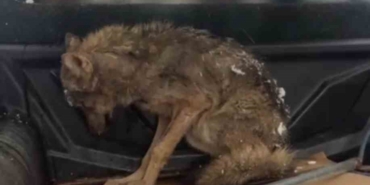 Kar nedeniyle aç kalan kurt, köpek barınağına sığındı