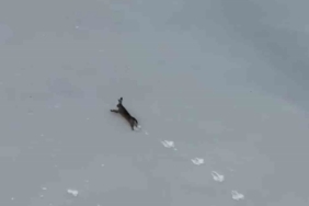 Kar üzerinde koşan yaban tavşanı görüntülendi