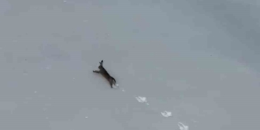 Kar üzerinde koşan yaban tavşanı görüntülendi